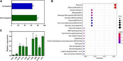 Bactericidal and biofilm eradication efficacy of a fluorinated benzimidazole derivative, TFBZ, against methicillin-resistant Staphylococcus aureus